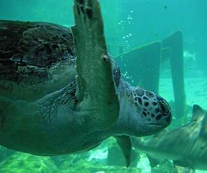 yapboz Deniz kaplumbağası